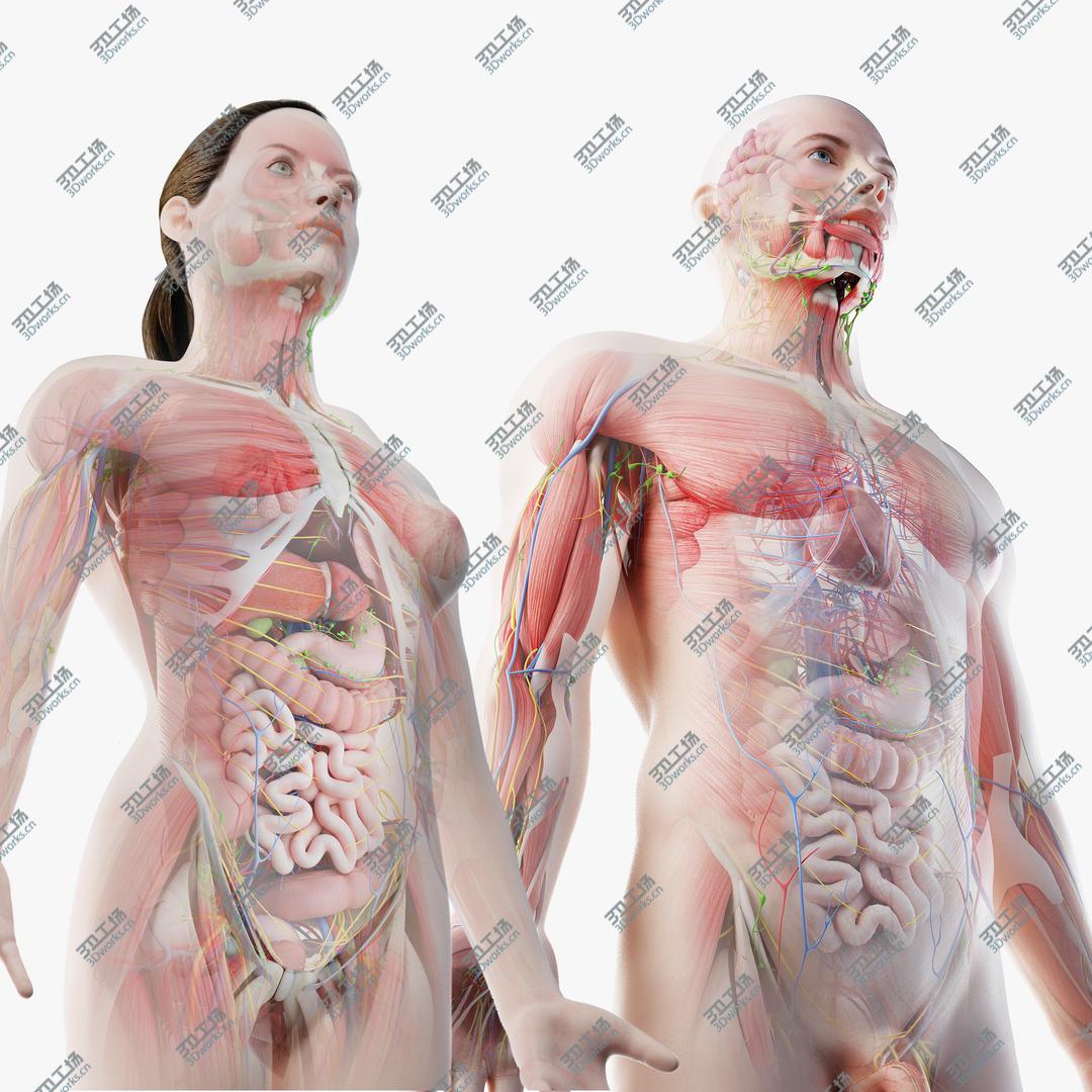 images/goods_img/20210113/3D Full Male And Female Anatomy Set (Cinema Rigged) model/1.jpg